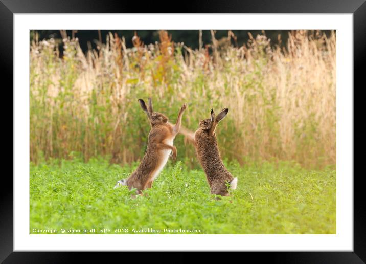Mad wild hares boxing and fighting in Norfolk UK Framed Mounted Print by Simon Bratt LRPS