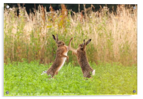 Mad wild hares boxing and fighting in Norfolk UK Acrylic by Simon Bratt LRPS