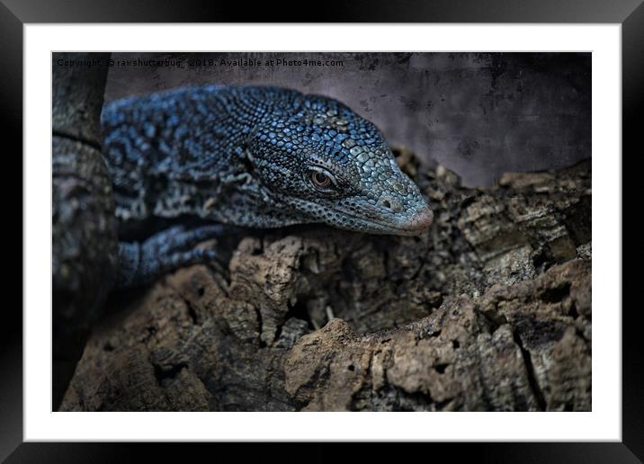 Blue Tree Monitor Lizard Framed Mounted Print by rawshutterbug 