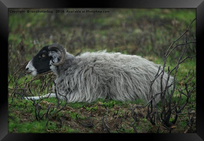 Scottish Blackface Sheep Framed Print by rawshutterbug 