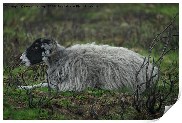 Scottish Blackface Sheep Print by rawshutterbug 