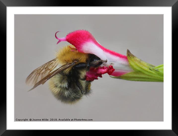 Bee Framed Mounted Print by Joanne Wilde