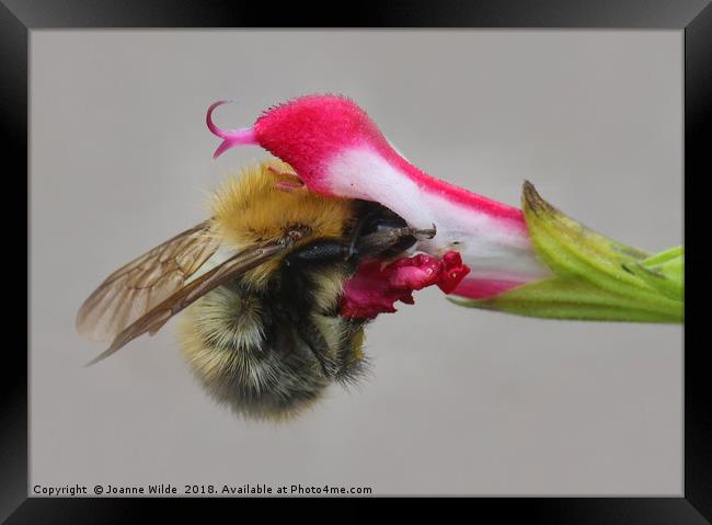 Bee Framed Print by Joanne Wilde