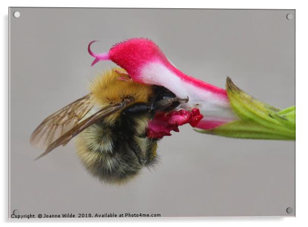 Bee Acrylic by Joanne Wilde