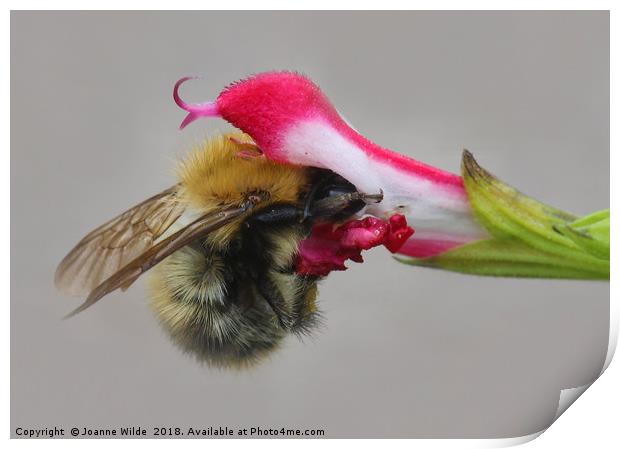 Bee Print by Joanne Wilde