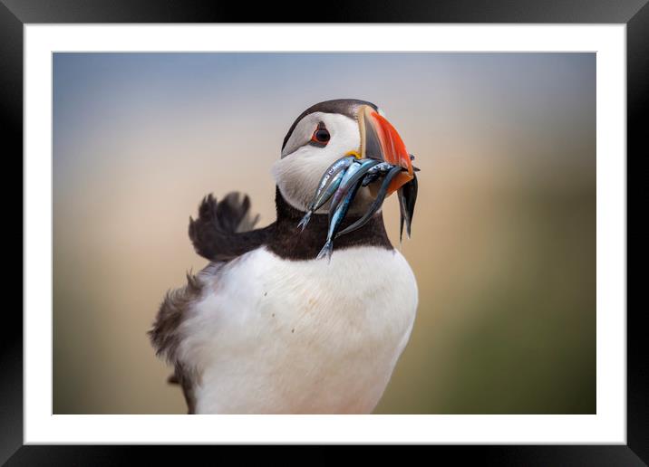 Wild Puffin, catch of the day.  Framed Mounted Print by John Finney
