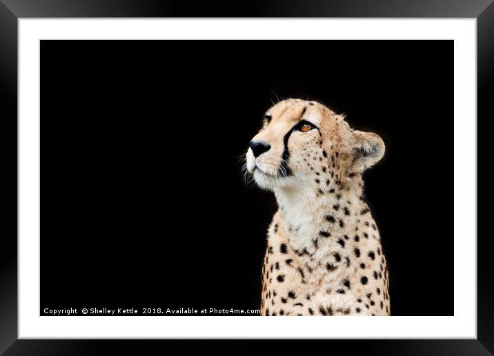 Regal  Framed Mounted Print by Shelley Kettle