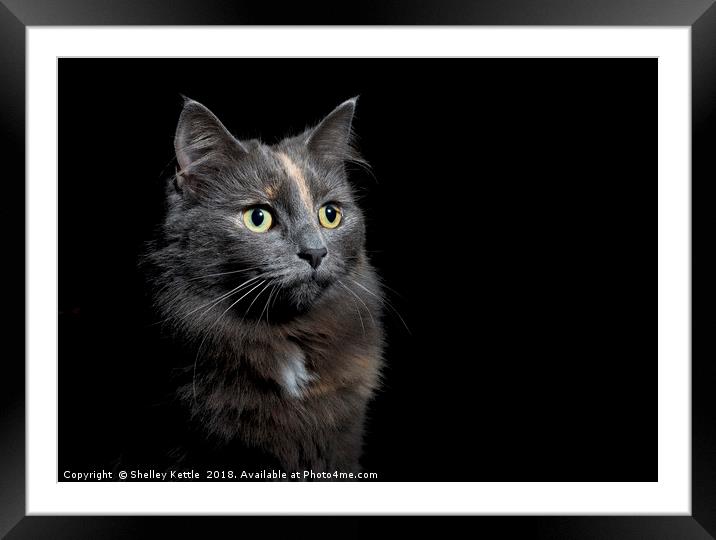 Feline Princess Framed Mounted Print by Shelley Kettle