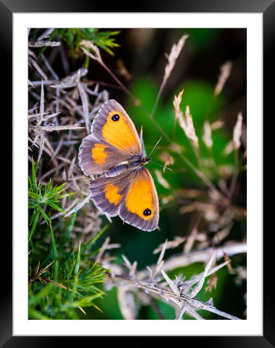 Gatekeeper Butterfly at Newgale. Framed Mounted Print by Colin Allen