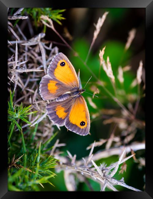 Gatekeeper Butterfly at Newgale. Framed Print by Colin Allen
