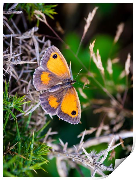 Gatekeeper Butterfly at Newgale. Print by Colin Allen