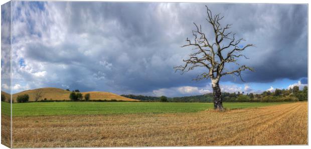 Tree hit by lightning in Shropshire Canvas Print by Philip Brown