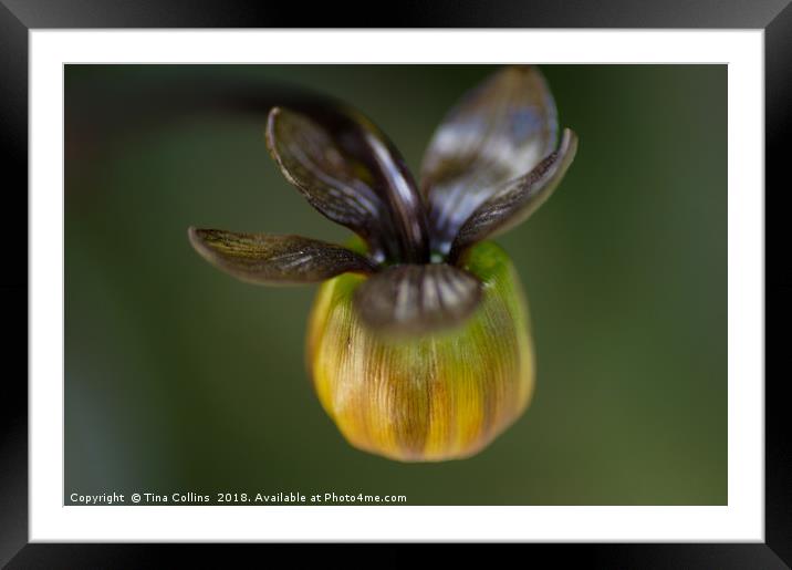 African Daisy Bud Framed Mounted Print by Tina Collins