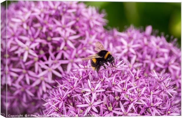 Bee on purple flowers Canvas Print by Kevin Arscott