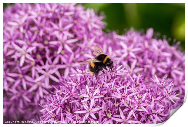 Bee on purple flowers Print by Kevin Arscott