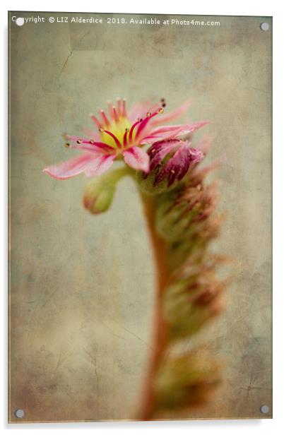 Textured Sempervivum Art Acrylic by LIZ Alderdice