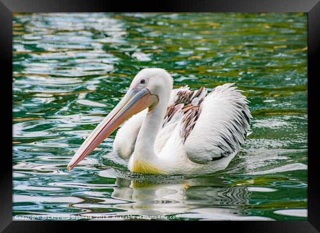 Pelican Framed Print by Langiano Gabriele