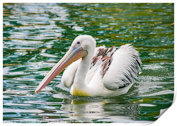 Pelican Print by Langiano Gabriele