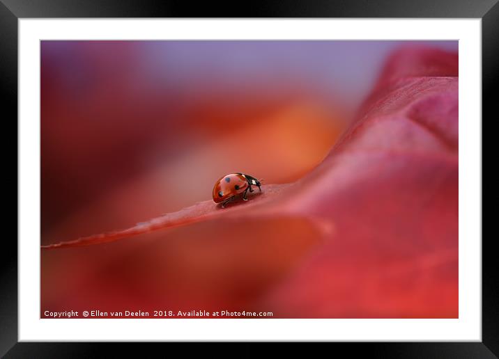 Ladybird in autumn Framed Mounted Print by Ellen van Deelen