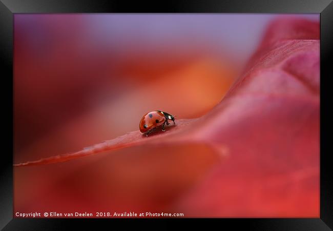 Ladybird in autumn Framed Print by Ellen van Deelen