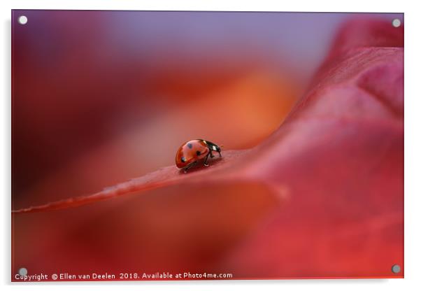 Ladybird in autumn Acrylic by Ellen van Deelen