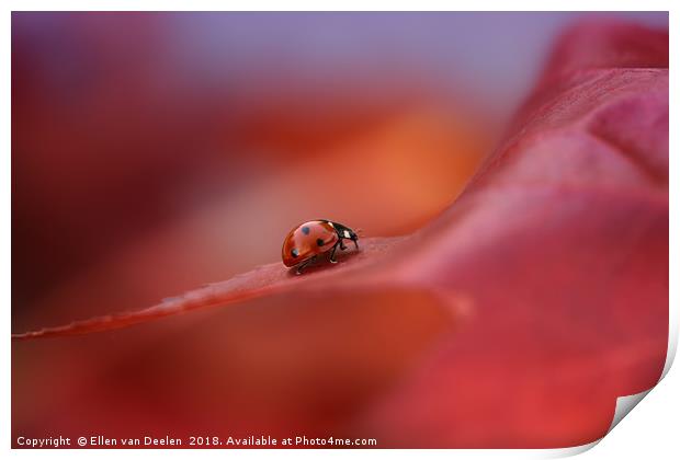 Ladybird in autumn Print by Ellen van Deelen