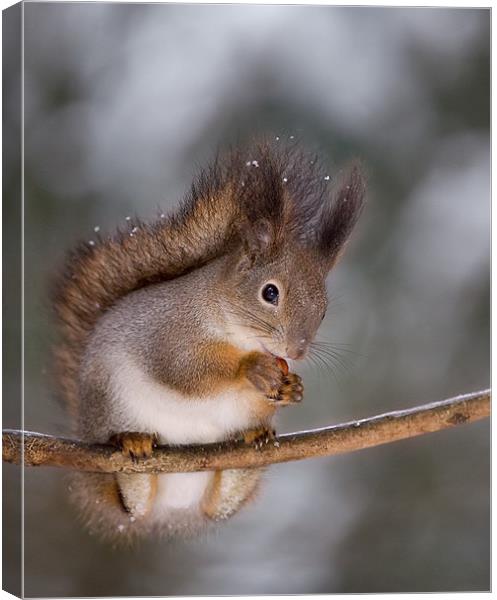 Red squirrel Canvas Print by Sergey Golotvin