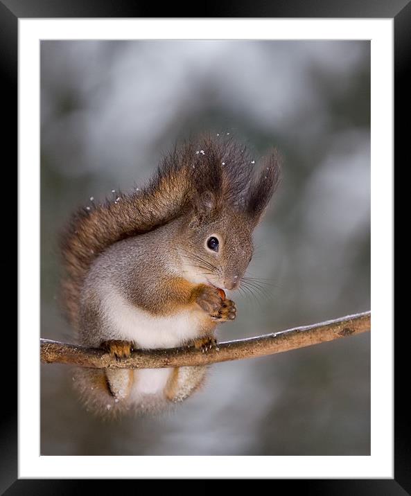 Red squirrel Framed Mounted Print by Sergey Golotvin