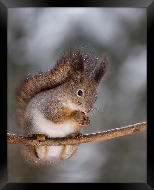 Red squirrel Framed Print by Sergey Golotvin
