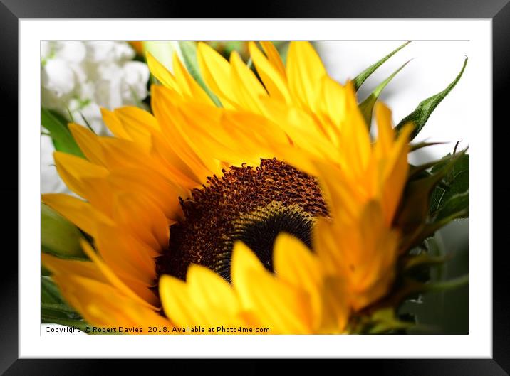 Sunflower Framed Mounted Print by Robert Davies