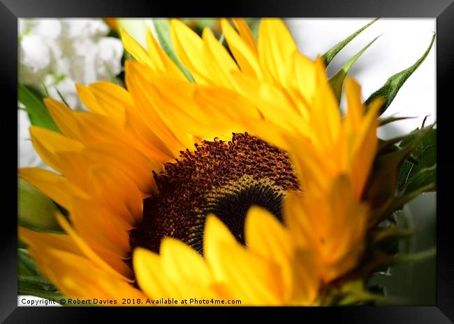 Sunflower Framed Print by Robert Davies