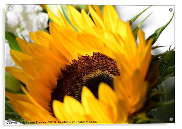 Sunflower Acrylic by Robert Davies