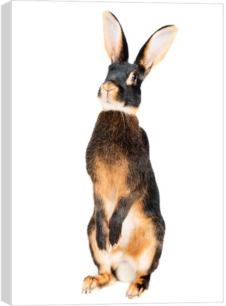The curiosity of a hare  Canvas Print by Shelley Kettle