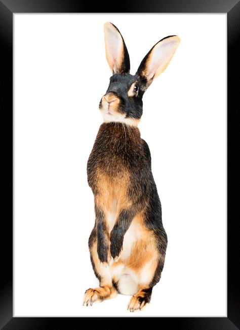 The curiosity of a hare  Framed Print by Shelley Kettle