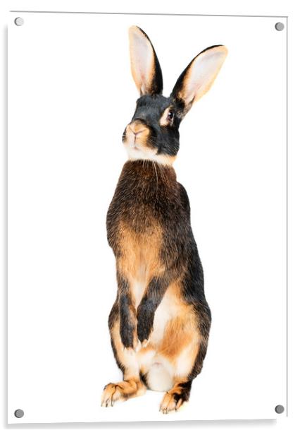 The curiosity of a hare  Acrylic by Shelley Kettle