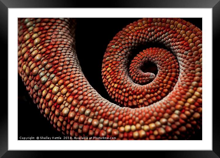 Spiralling Tails Framed Mounted Print by Shelley Kettle