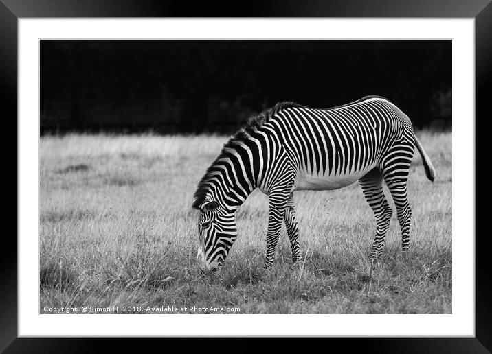 Zebra Grazing Framed Mounted Print by Simon H