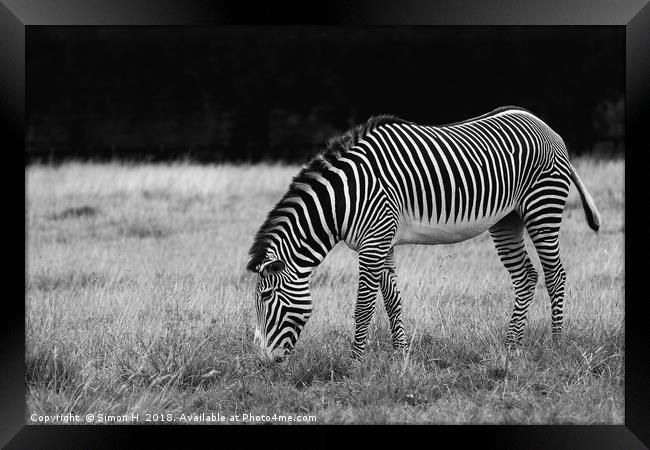 Zebra Grazing Framed Print by Simon H