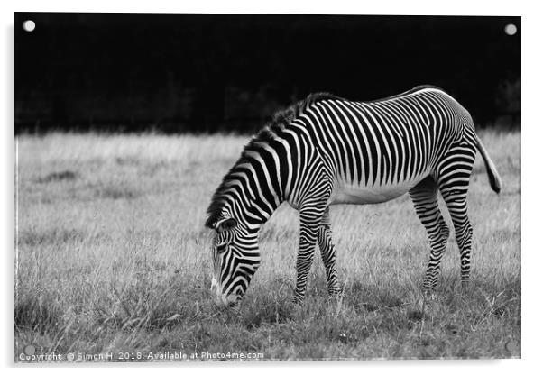 Zebra Grazing Acrylic by Simon H