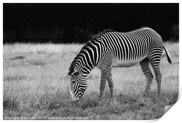 Zebra Grazing Print by Simon H