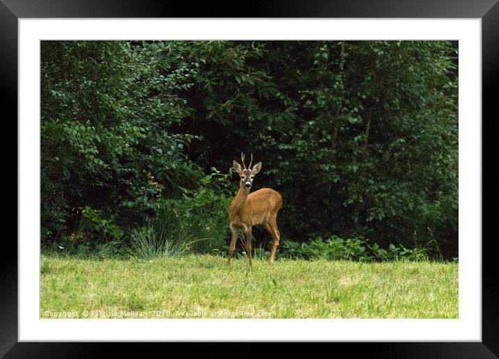 Are you looking at me? Framed Mounted Print by Fabrizio Malisan