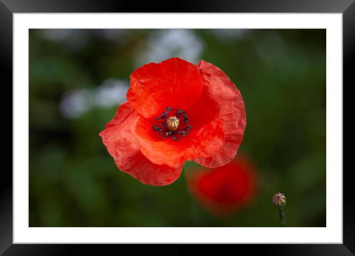The Red Poppy  Framed Mounted Print by Leighton Collins