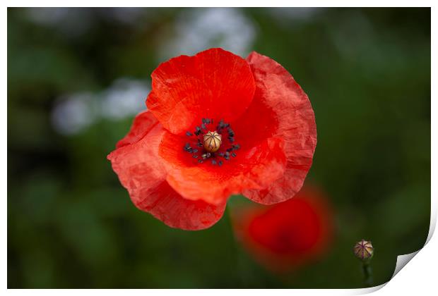 The Red Poppy  Print by Leighton Collins