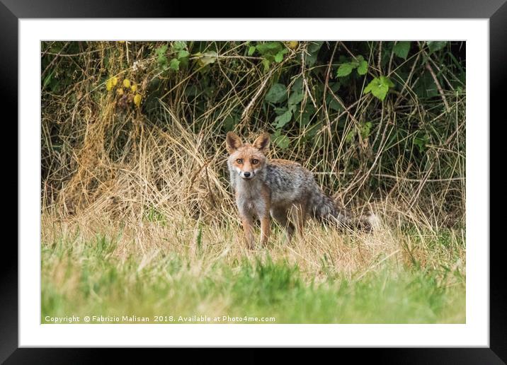Fox in the woods Framed Mounted Print by Fabrizio Malisan