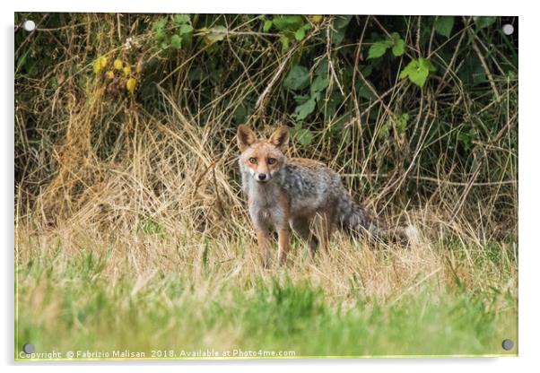 Fox in the woods Acrylic by Fabrizio Malisan