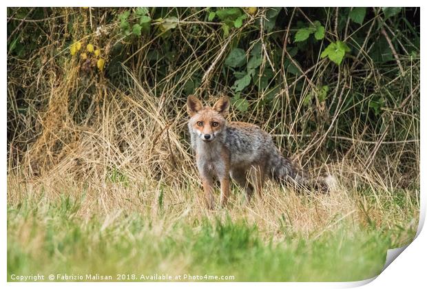 Fox in the woods Print by Fabrizio Malisan