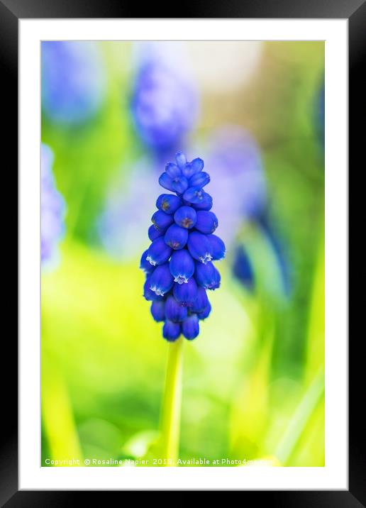 Single blue grape hyacinth Framed Mounted Print by Rosaline Napier