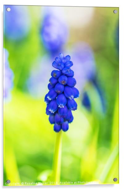 Single blue grape hyacinth Acrylic by Rosaline Napier