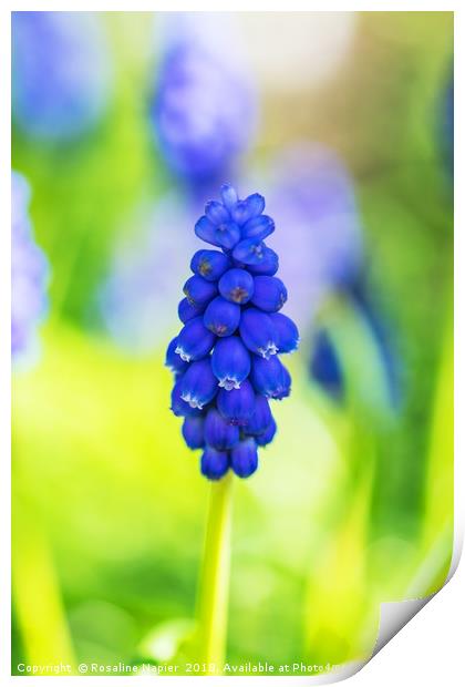 Single blue grape hyacinth Print by Rosaline Napier