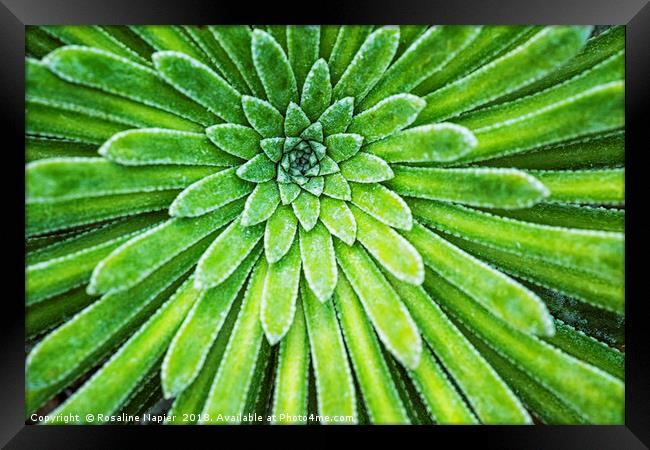 Succulent plant closeup Framed Print by Rosaline Napier